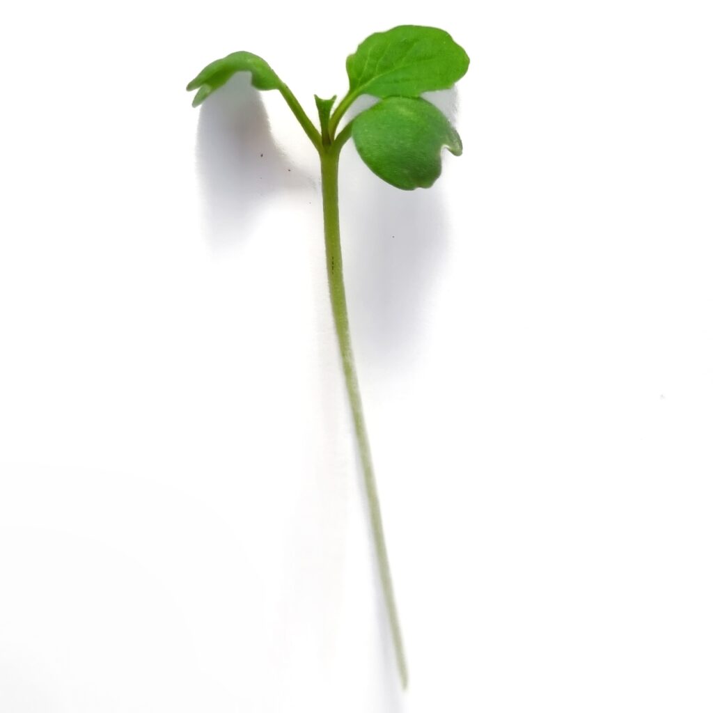 Mustár mikrozöld termékfotó
