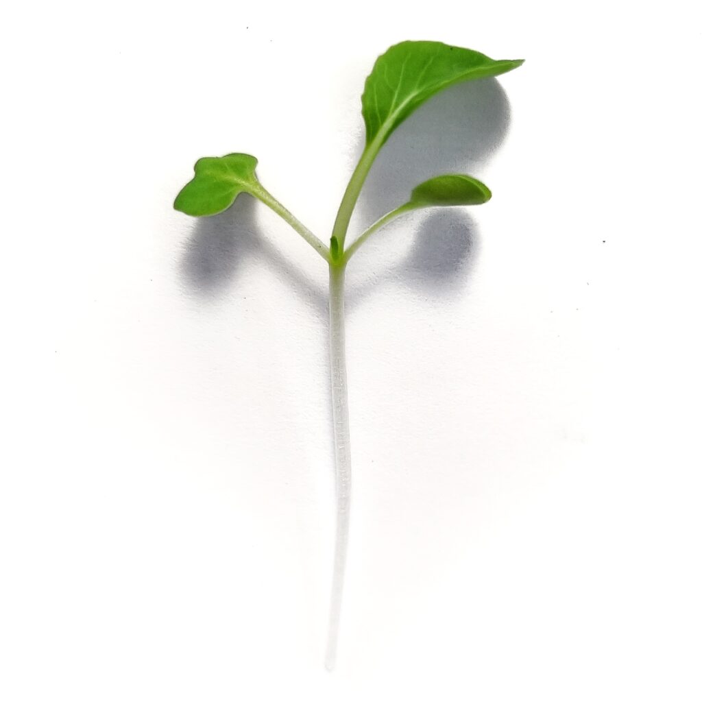 Pak Choi mikrozöld termékfotó