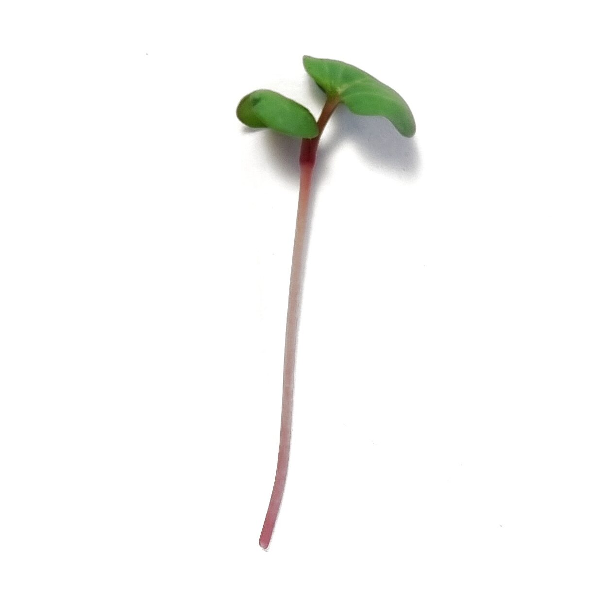 Retek mikrozöld termékfotó