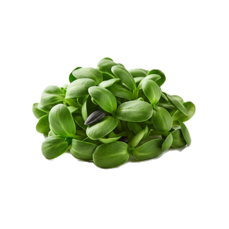 Napraforgó mikrozöld rendelés FreshLeaf