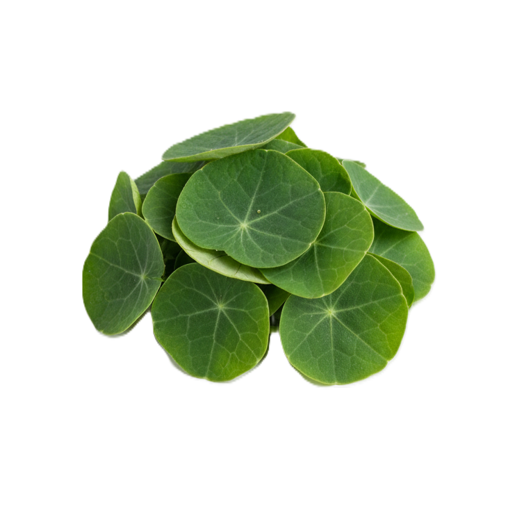 Sarkantyúka mikrozöld